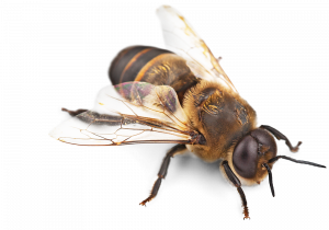 Сколько в организме человека держится пчелиный яд